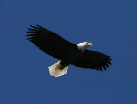 Bald eagle