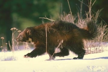 wolverine, Thinkquest.jpg