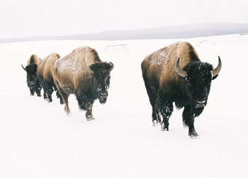 yell_buffalo_snow.jpg Yellowstone Bison in Winter; 'GGeter' via Flickr