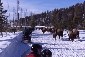 Snowmobiles in Yellowstone; NPS Photo