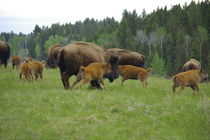 Yellowstone_bison_calives