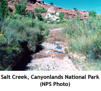 Canysaltcreek_copy