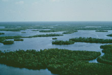 Evermangroves