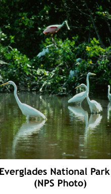 Everspoonbills_copy_1