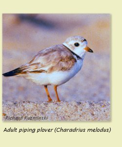 Pipingplover
