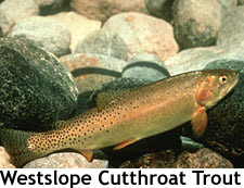 Westslopecuthroat_copy_1