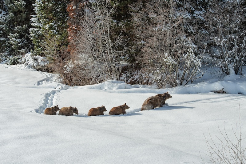 Bear 399 and cubs / Courtesy of Thomas Mangelsen/Images of Nature Gallery Bear 399 and cubs / Courtesy of Thomas Mangelsen/Images of Nature Gallery