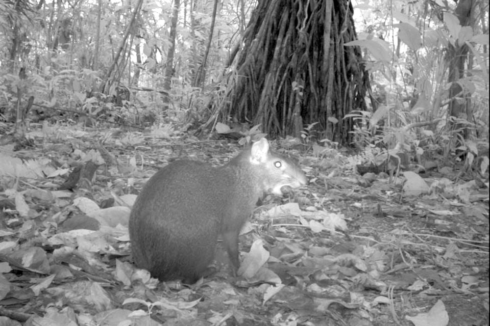 An agouti photographed in Braulio Carrillo National Park, Costa Rica, by a Tropical Ecology Assessment and Monitoring (TEAM) Network camera trap/Courtesy of the TEAM Network