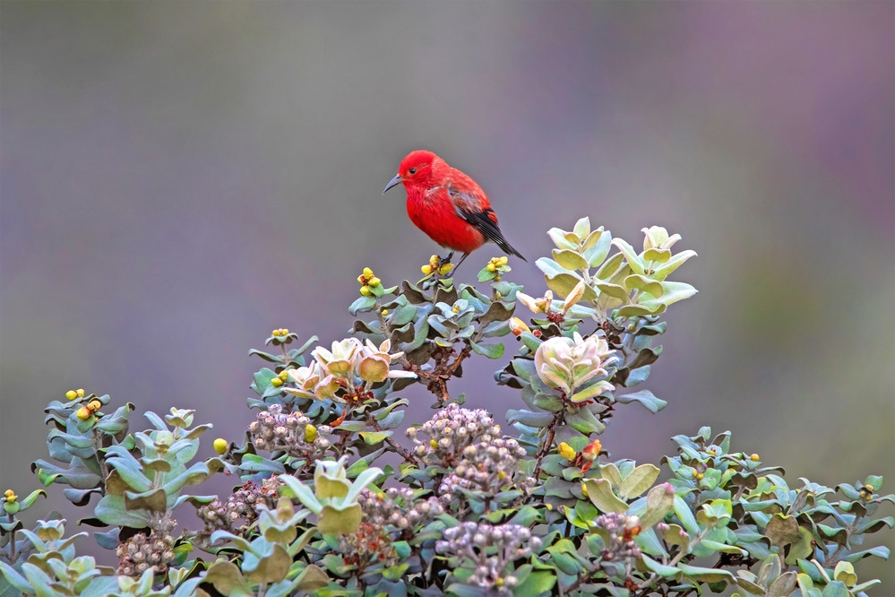 Apapane perched on ohia plant, Hawai‘i Volcanoes National Park / NPS
