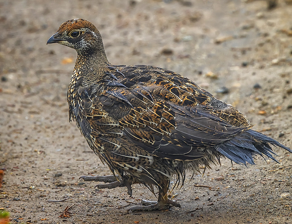 A soggy-feathered grouse chick at Paradise, Mount Rainier National Park / Rebecca Latson A soggy-feathered grouse chick at Paradise, Mount Rainier National Park / Rebecca Latson