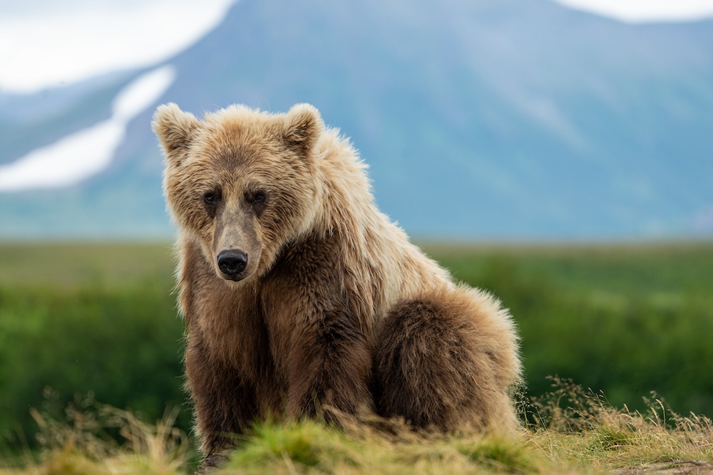 A bear sits in the grass in 2023 in Katmai National Park and Preserve / NPS Bear sits in the grass