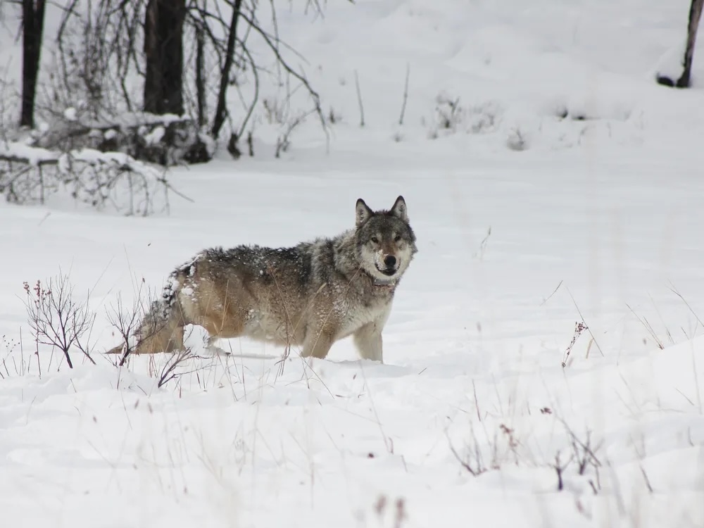 Yellowstone's wolf 907F in the snow / NPS