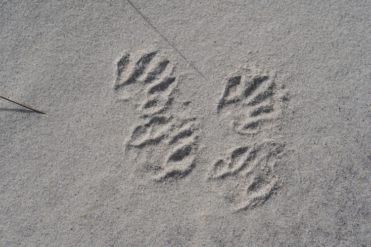 Raccoon pawprints in sand, Fire Island National Seashore / NPS raccoon paw prints in sand