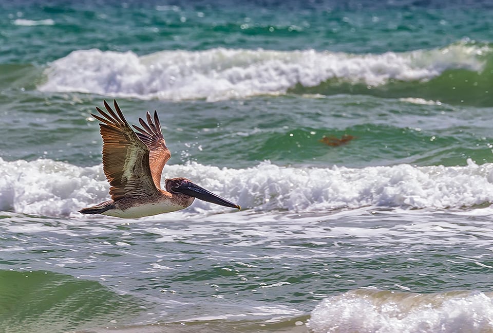 Cruising the currents, Padre Island National Seashore / Rebecca Latson Cruising the currents, Padre Island National Seashore / Rebecca Latson