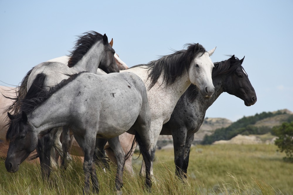 Four horses standing in green prairie grass with buttes in the background.