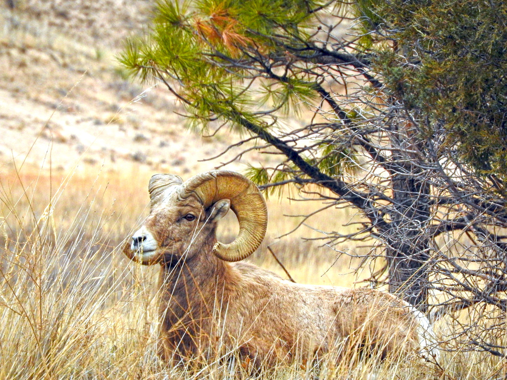 Bighorn sheep