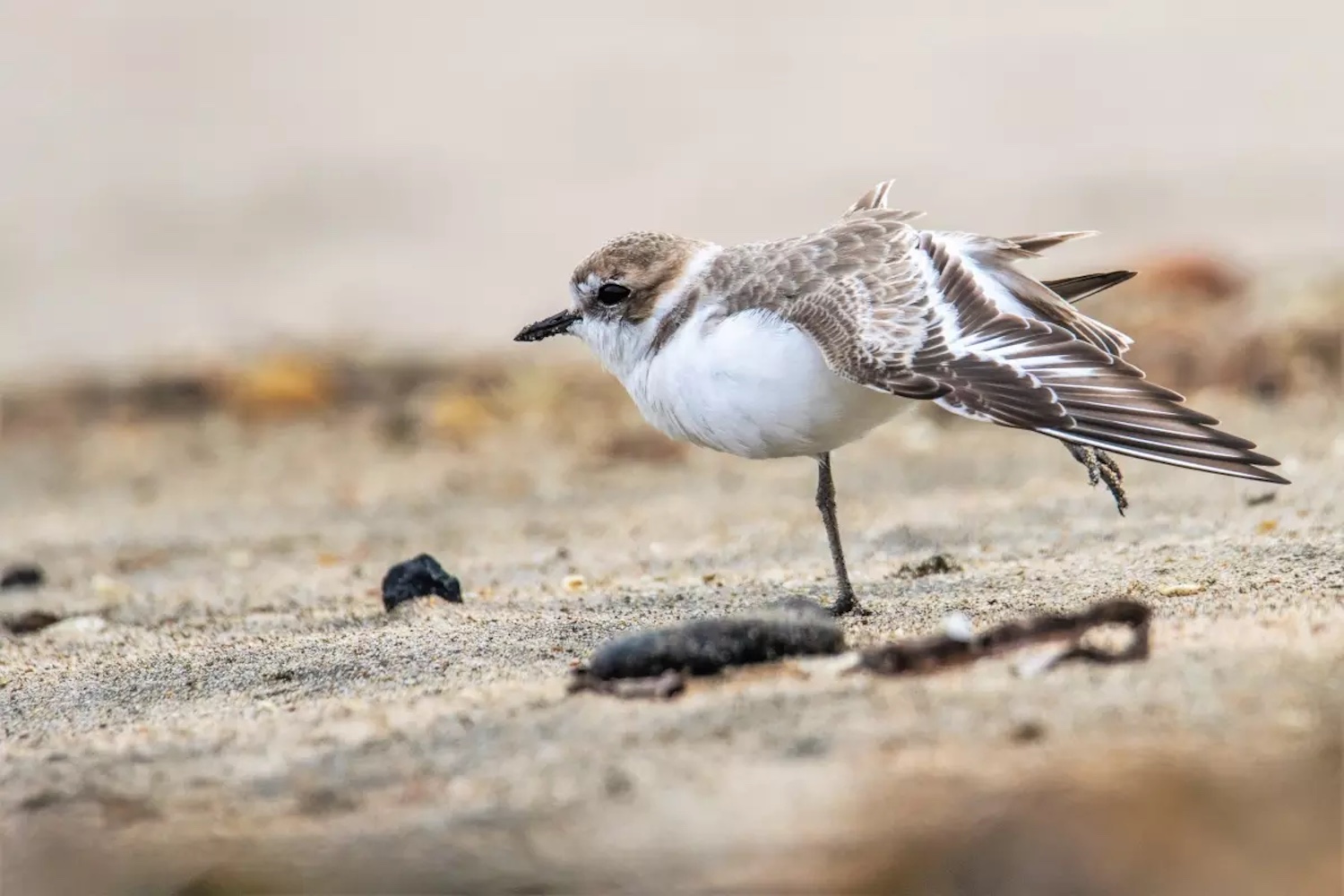 Western snowy plover/USFWS, Timothy Ludwick