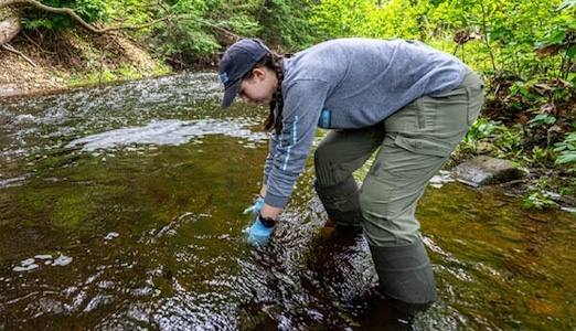 Grace Johnson collects water samples from a stream on Mount Desert Island in July 2023/University of Maine Grace Johnson collects water samples from a stream on Mount Desert Island in July 2023/University of Maine