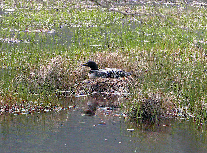 Nesting loon at Acadia National Park/Kirby Adams Nesting loon at Acadia National Park/Kirby Adams