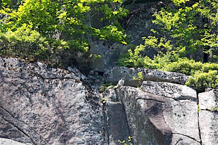 Peregrine Falcon on The Precipice at Acadia National Park/NPS