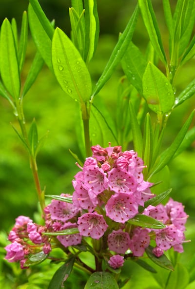 Among the dozens of botanical specimens that grow in the Wild Gardens of Acadia is sheep laurel / Colleen Miniuk-Sperry Among the dozens of botanical specimens that grow in the Wild Gardens of Acadia is sheep laurel / Colleen Miniuk-Sperry