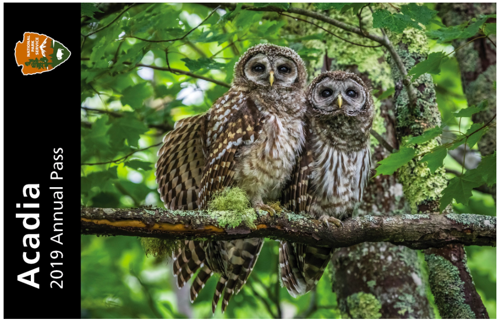 acadia, national park, maine, barred owl, wildlife, annual pass contest