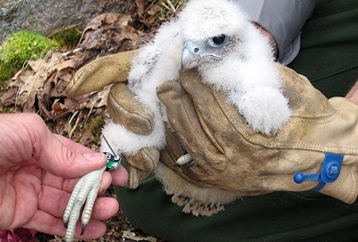 acadia national park, maine, bird, peregrine falcon, nesting, chick