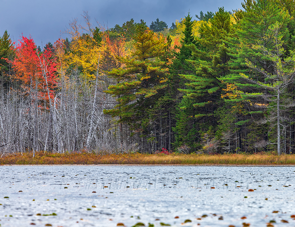 Stormy autumn scenery, Acadia National Park / Rebecca Latson