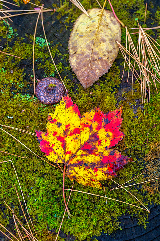 Autumn symbols, Acadia National Park / Rebecca Latson