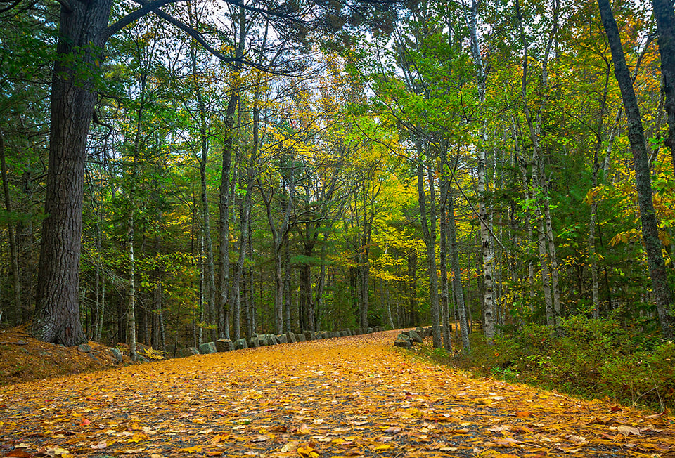 A leaf-strewn carriage road, Acadia National Park / Rebecca Latson