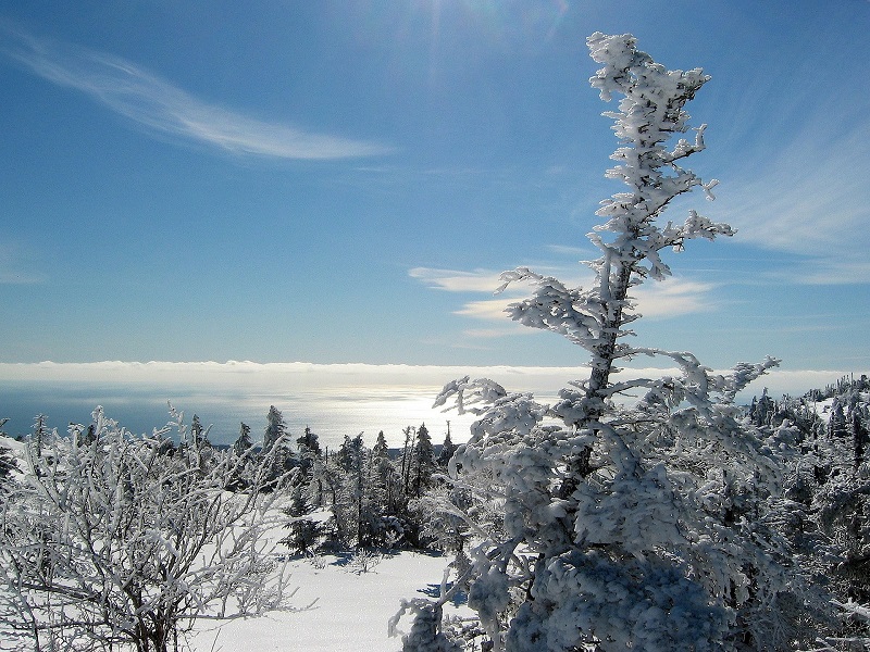 winter, acadia, national park, maine, tree, shutdown