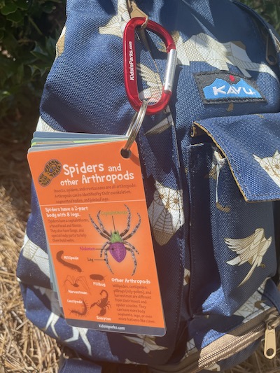 Kids can collect adventure cards to help learn about the outdoors and its creatures/Blue Ridge Parkway Foundation