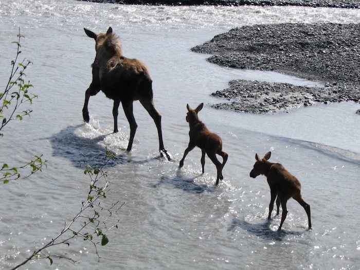 Moose in Alaska national parks/NPS
