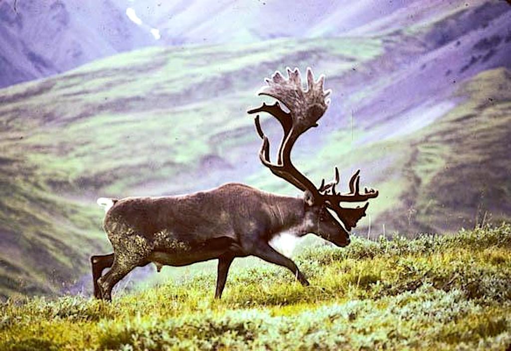 Caribou in the Brooks Range have been shown to avoid roads, and development of the Ambler Road may disrupt caribou migrations/George Wuerthner Caribou in the Brooks Range have been shown to avoid roads, and development of the Ambler Road may disrupt caribou migrations/George Wuerthner