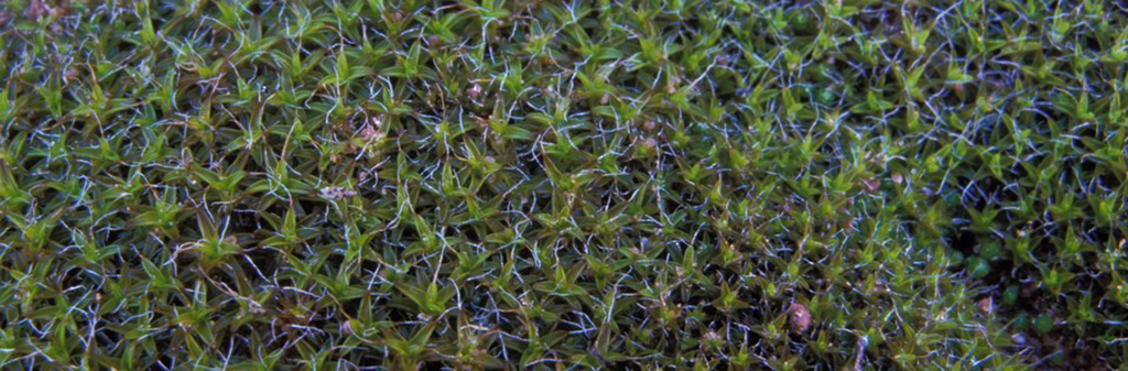 Close-up of moss on sandstone, Arches National Park / NPS-Neal Herbert