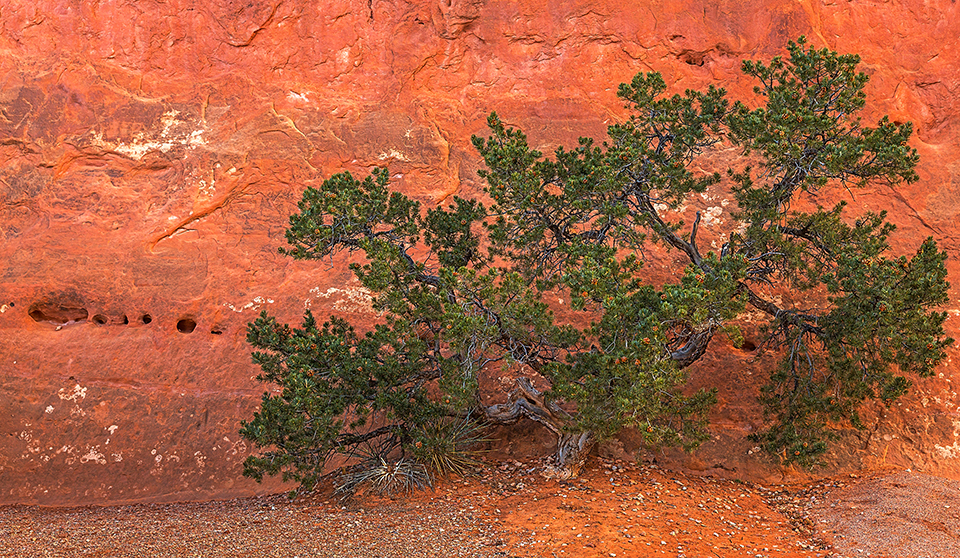 Green tree, red rock, Arches National Park / Rebecca Latson Green tree, red rock, Arches National Park / Rebecca Latson