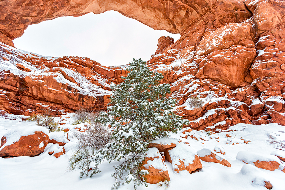 A little tree at the South Window, Arches National Park / Rebecca Latson A little tree at the South Window, Arches National Park / Rebecca Latson