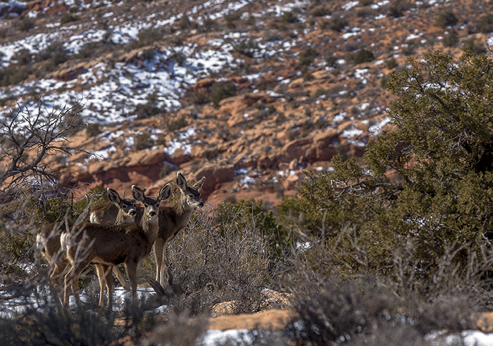 Mule Deer at Arches National Park Mule Deer at Arches National Park