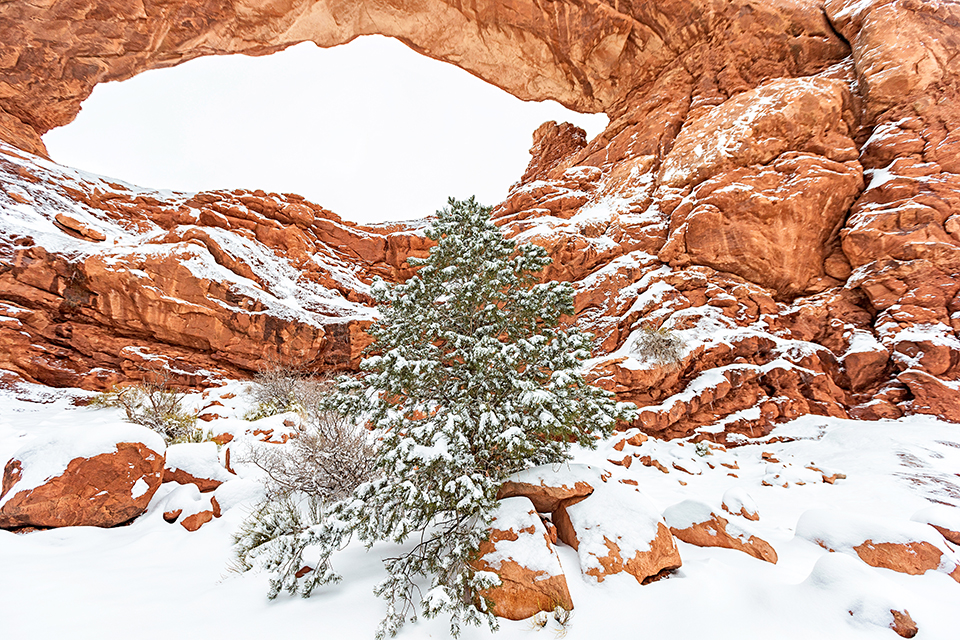 A little tree at the South Window on a snowy winter morning, Arches National Park / Rebecca Latson A little tree at the South Window on a snowy winter morning, Arches National Park / Rebecca Latson