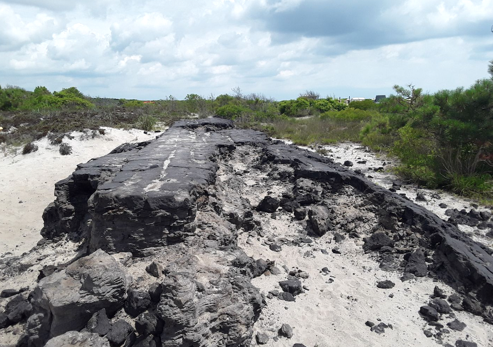 Abandoned road asphalt is being removed from areas of Assateague Island National Seashore, where the staff is restoring the landscape/NPS