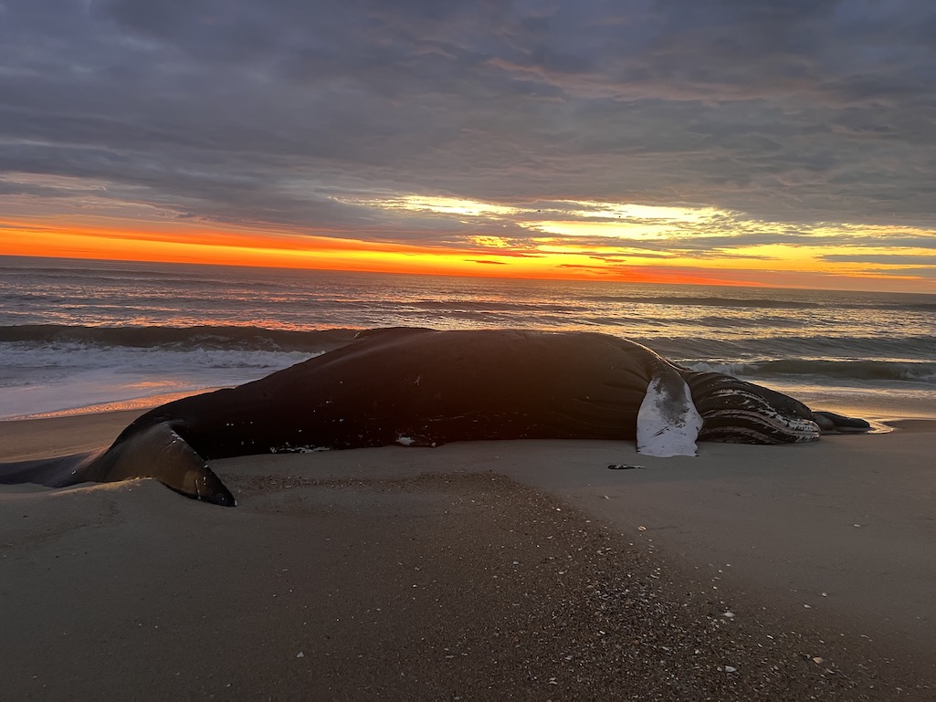 Dead whale at Assateague Island National Seashore/NPS, K. Means Dead whale at Assateague Island National Seashore/NPS, K. Means