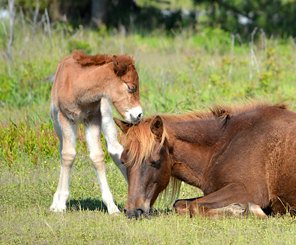 Gokey GoGo Bones and her new chestnut filly/NPS