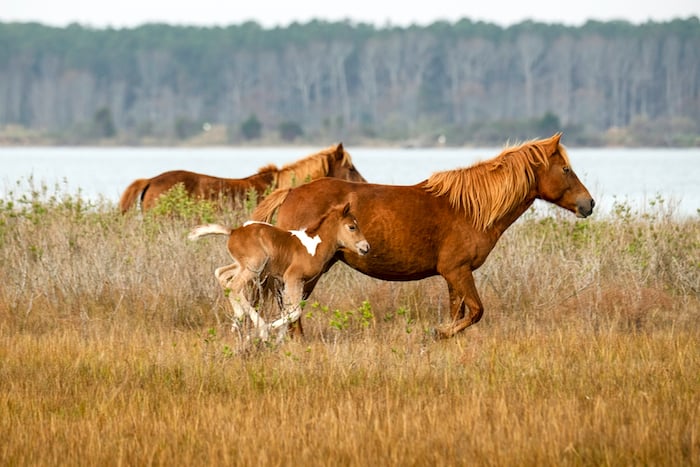 Filly N2BHS-JQ runs with her mother, N2BHS-J “Shasta," at Assateague Island National Seashore/NPS