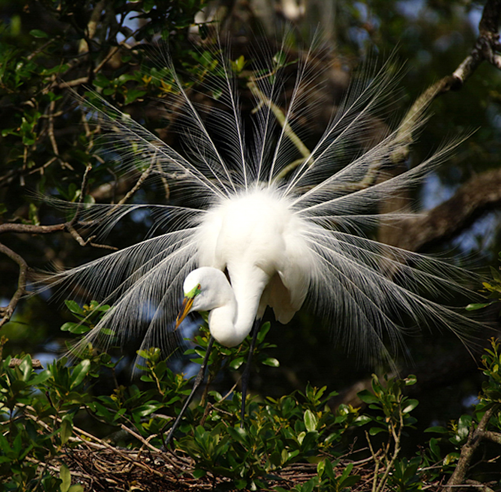 2021 was a very good year for wading bird nesting in the Everglades/Audubon Photography Awards, Lisa Willnow 2021 was a very good year for wading bird nesting in the Everglades/Audubon Photography Awards, Lisa Willnow
