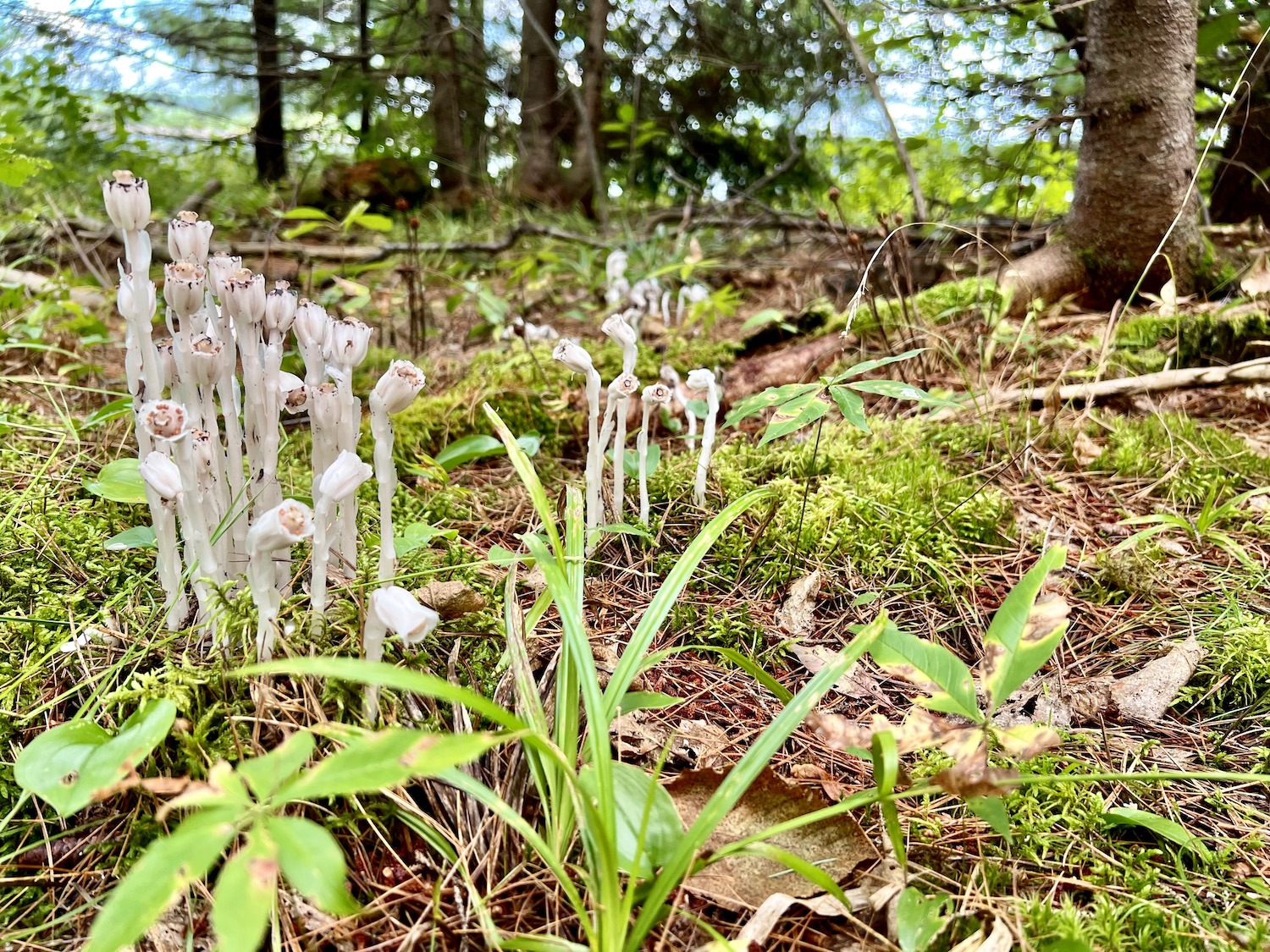 Indian pipes (AKA ghost pipes) can be found in the forest on Beaubears Island in New Brunswick. Indian pipes (AKA ghost pipes) can be found in the forest on Beaubears Island in New Brunswick.