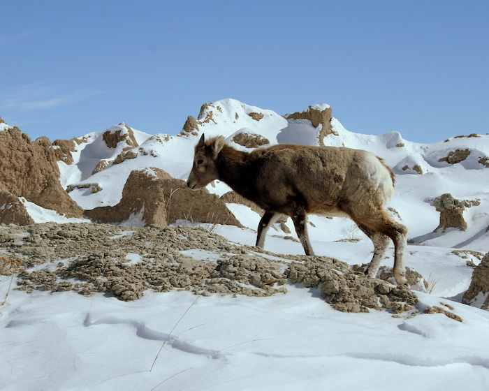 Wildlife, such as this bighorn at Badlands National Park, can be more visible in winter when they move to lower elevations in parks/NPS, Lee McDowell file