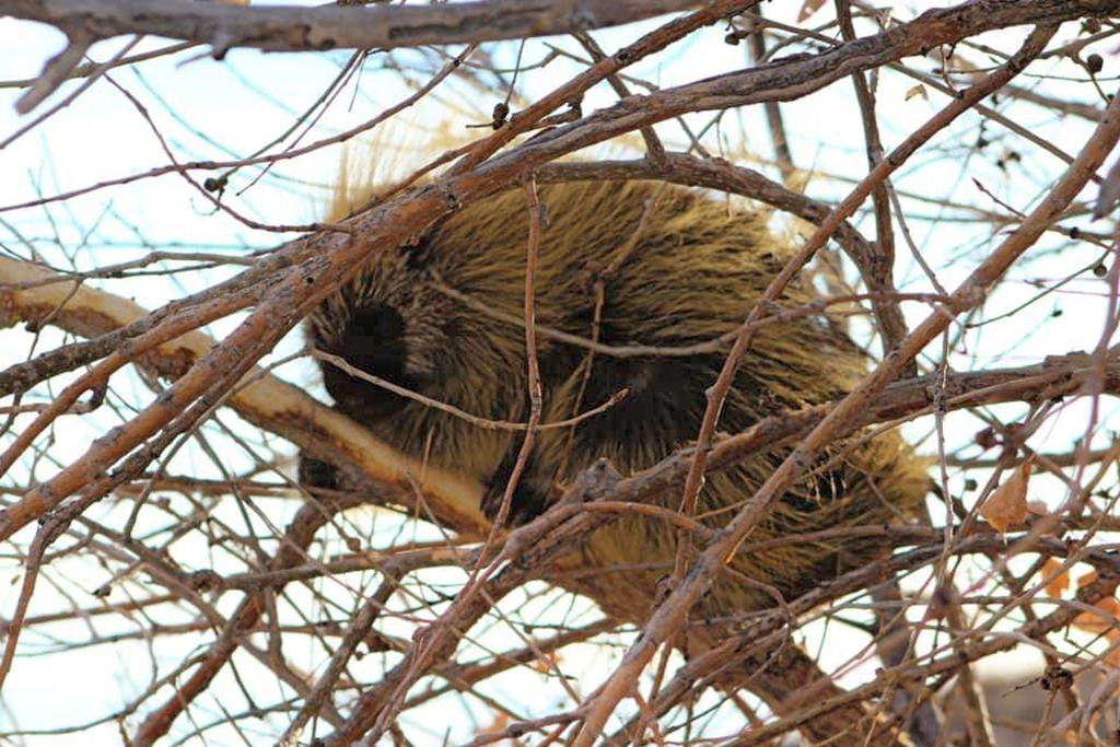 Porcupine in a tree, Badlands National Park / NPS - L. Bowers