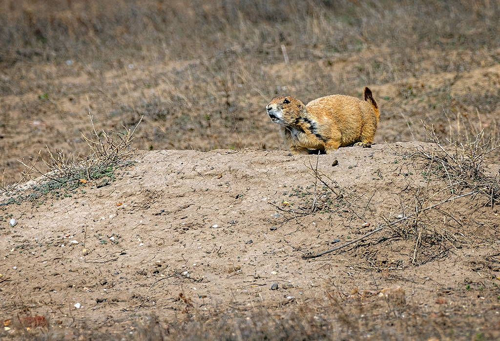 Scolding the photograpiher, Badlands National Park / Rebecca Latson Scolding the photograpiher, Badlands National Park / Rebecca Latson