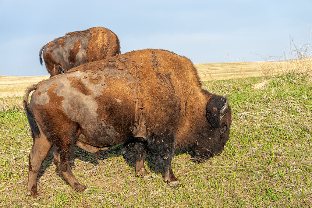 Badlands bison, Badlands National Park / Rebecca Latson Badlands bison, Badlands National Park / Rebecca Latson