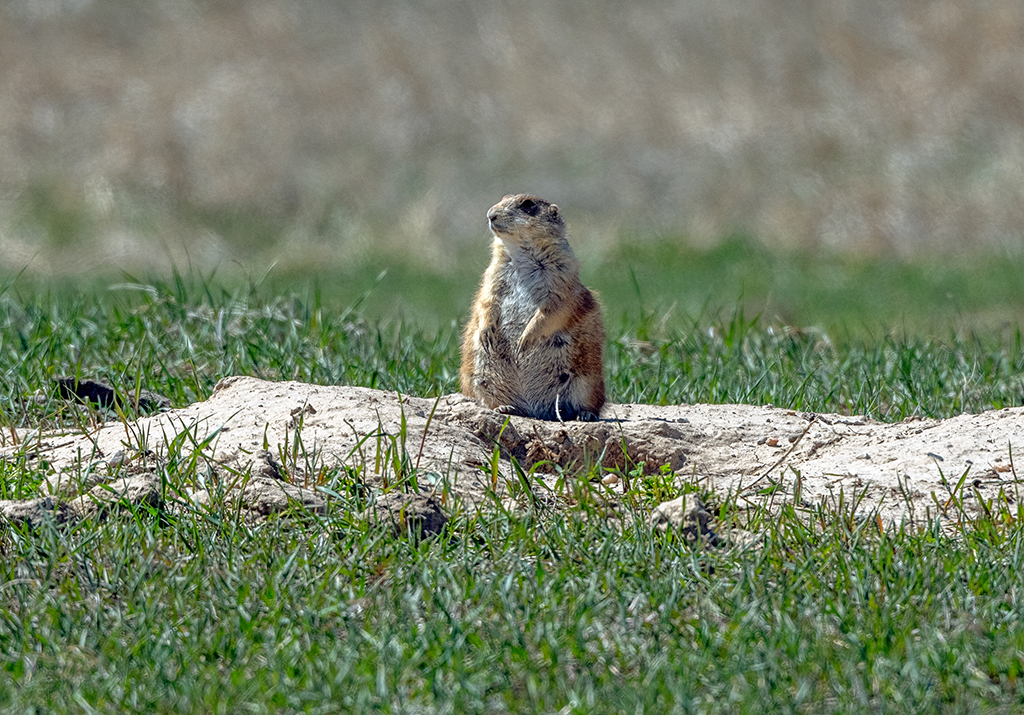 Prairie dogs are a black-footed ferret's favorite meal, Badlands National Park / Rebecca Latson Prairie dogs are a black-footed ferret's favorite meal, Badlands National Park / Rebecca Latson